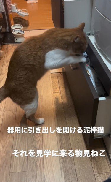 引き出しを開けている猫