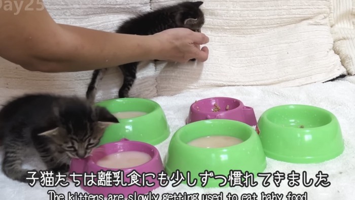 「子猫たちは離乳食にも...」のテロップ写真