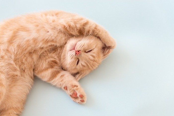 ヘソ天する子猫