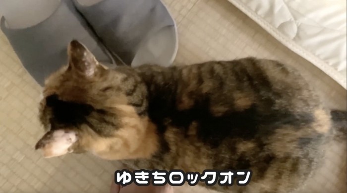 上から撮られる猫の体