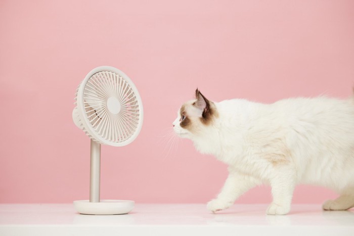 猫と扇風機