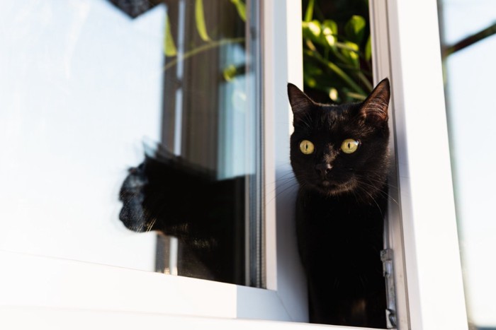 窓から顔を出している猫