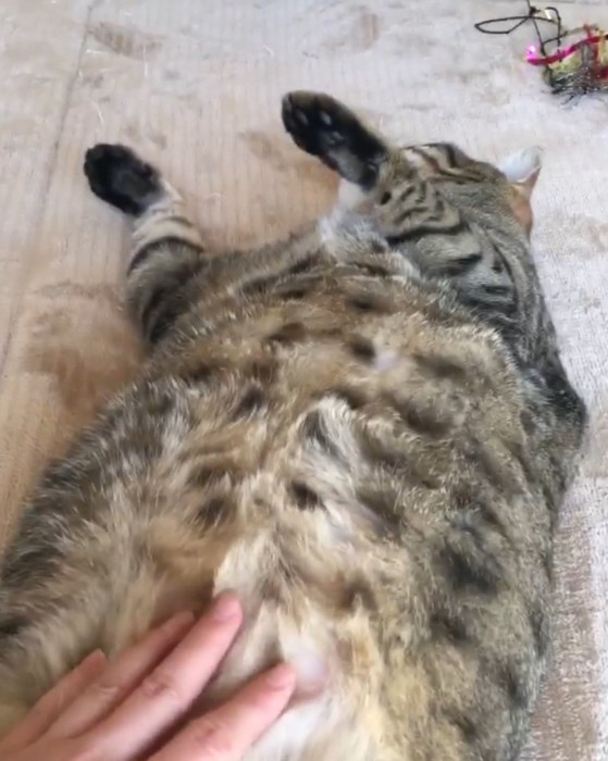 仰向けで眠っているキジトラ猫の腹を撫でる飼い主