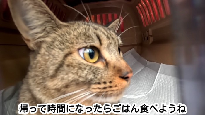 キャリーの中にいる猫