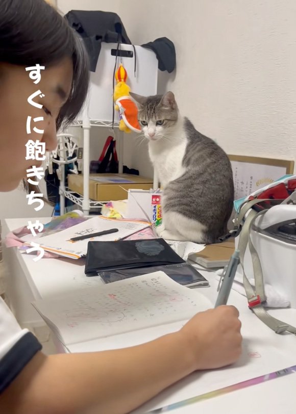 見る猫