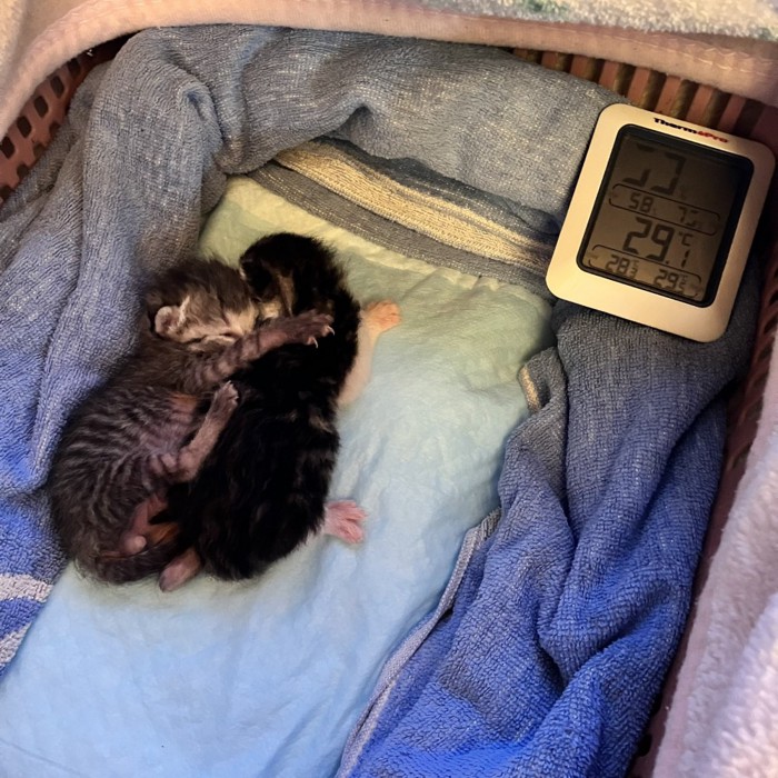 くっついて寝る2匹の子猫