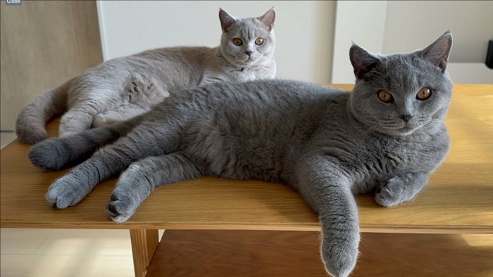 2匹の猫が寝そべりこちらを見ている