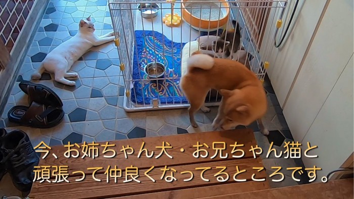 先住猫・先住犬と子猫