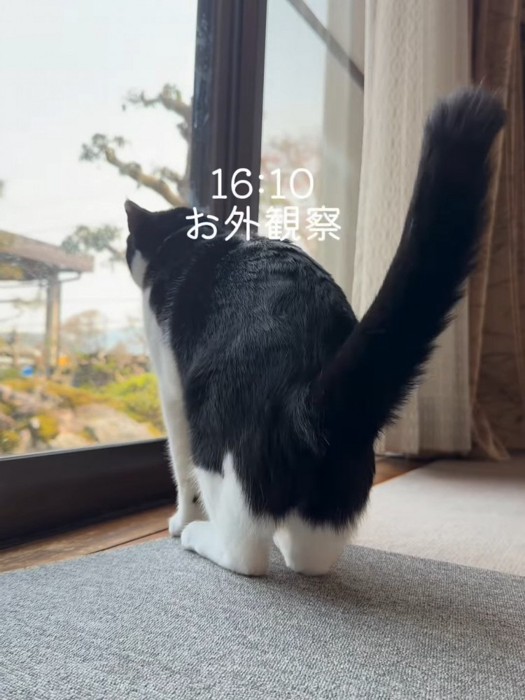 窓から外を見る猫