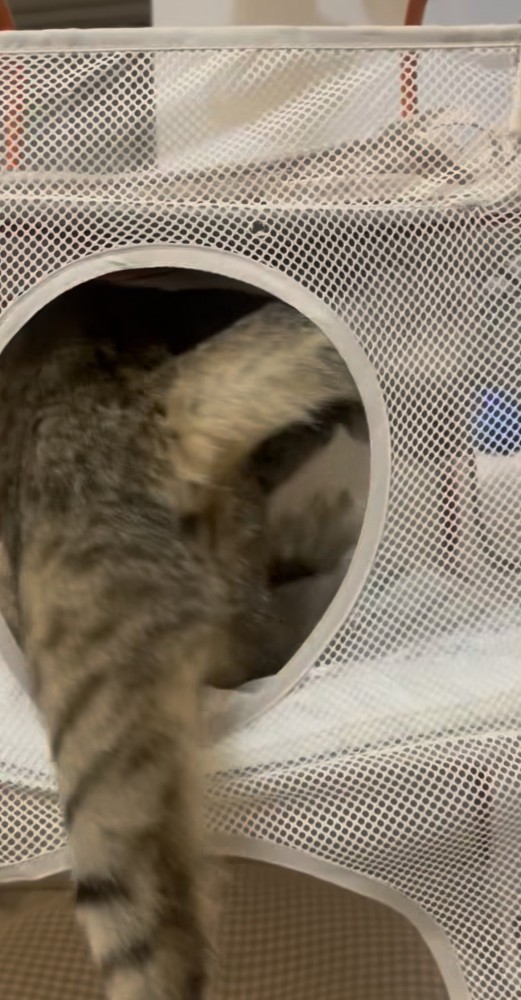 飼い主に気付いて慌てる2匹の保護猫