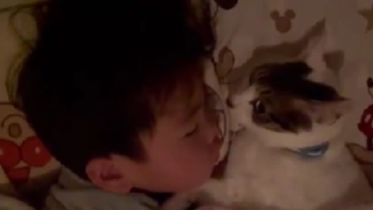 寝ている子どもと猫