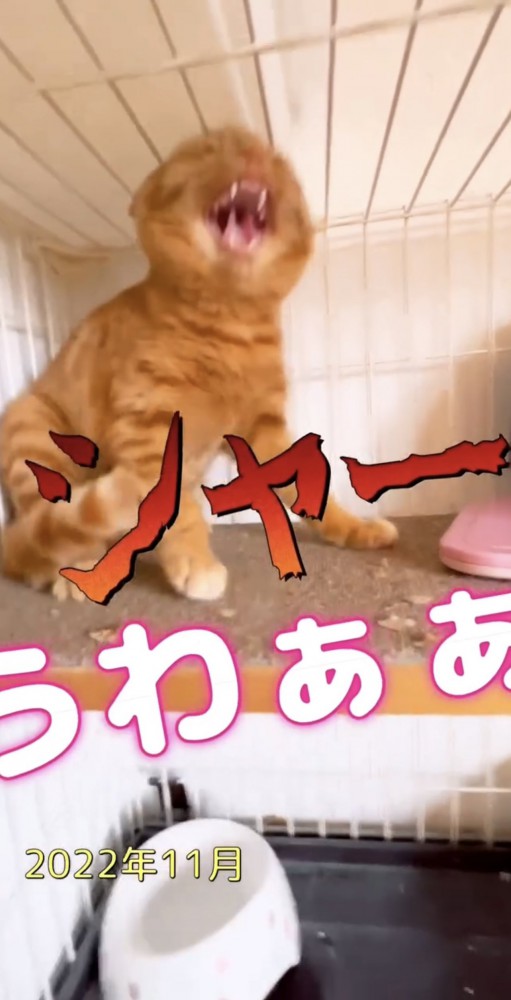 シャーが止まない猫