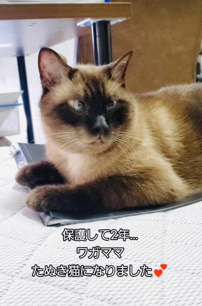 ファイルの上に乗るシャム猫