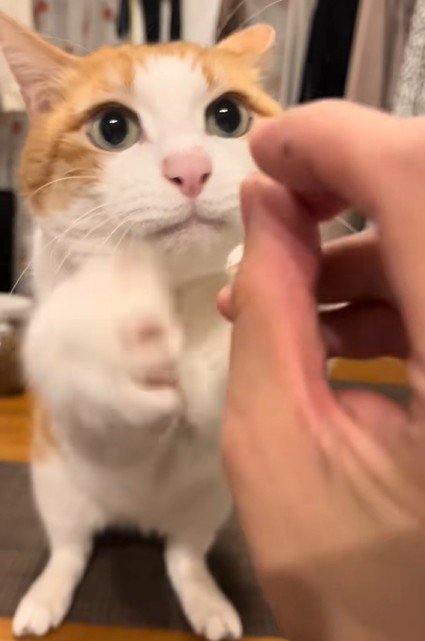 真剣な目の猫