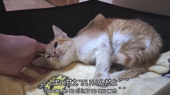 寝転んだ子猫