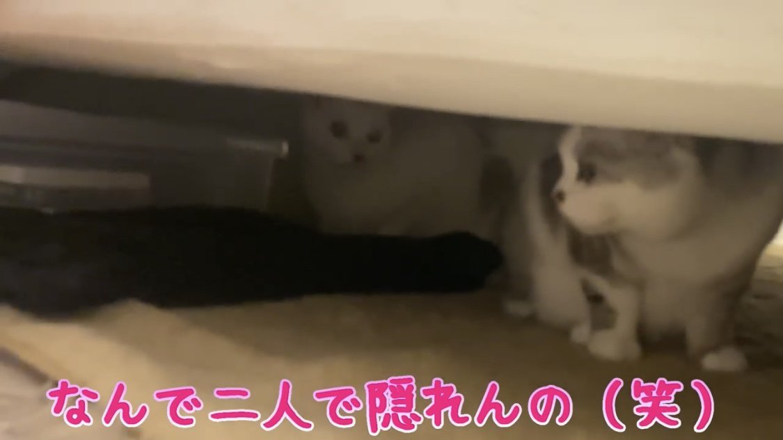 ベッドの下に隠れる猫