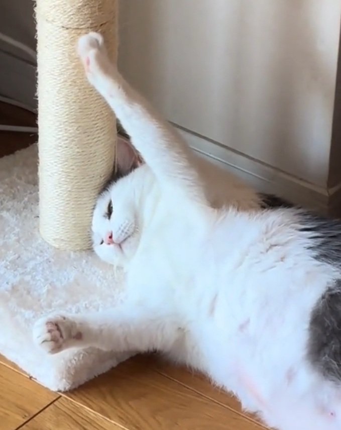 目をつぶろうとするおでんちゃん