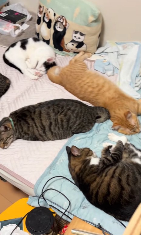 寝転がる猫