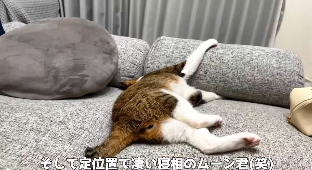 寝ている猫