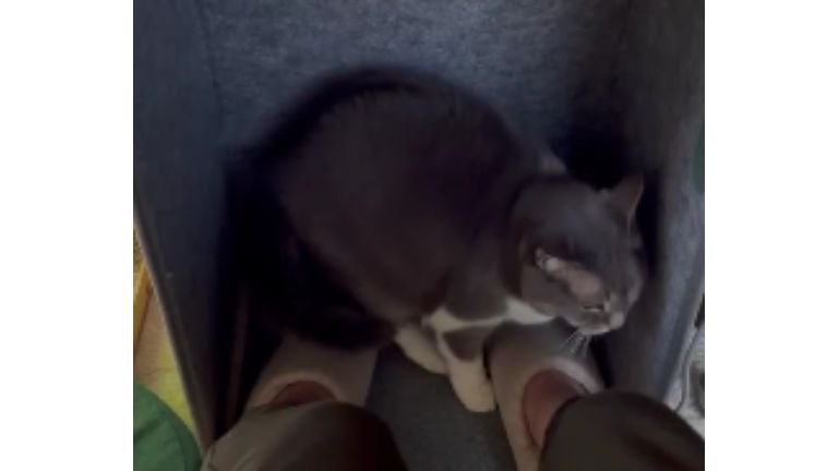 パネルヒーターにいる猫