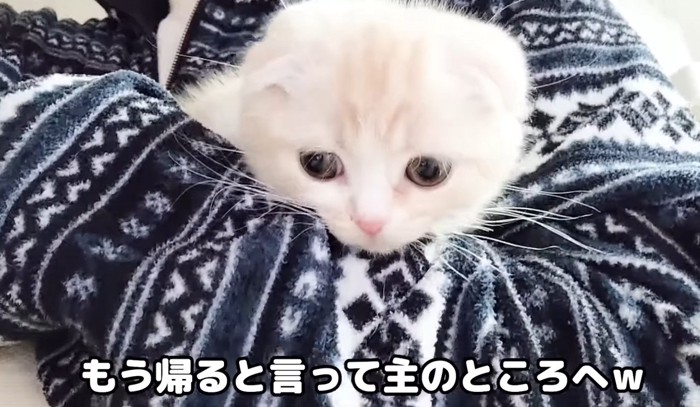 抱っこされる子猫