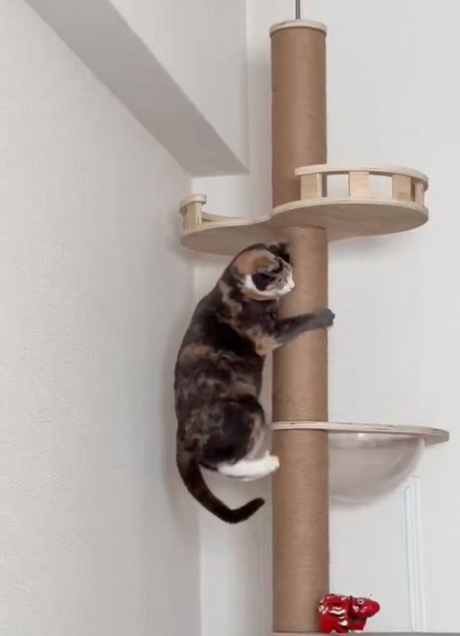キャットタワーを降りる猫