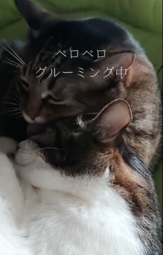グルーミングする猫