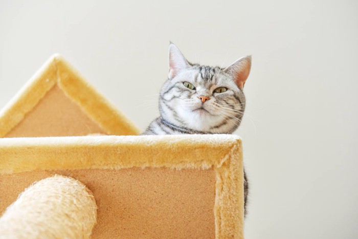 キャットタワーから見下ろす猫