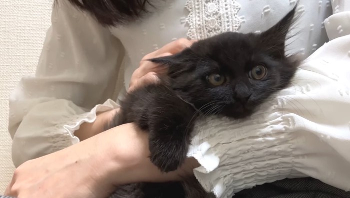 腕に抱かれるベニちゃん