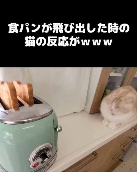 びっくりする猫