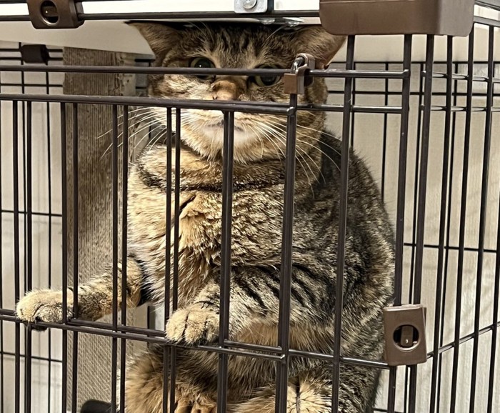 ケージの中の猫