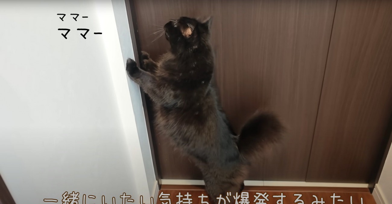 ドアに手を当てる猫