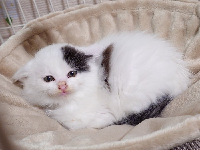 ハンモックの真ん中で丸くなる子猫
