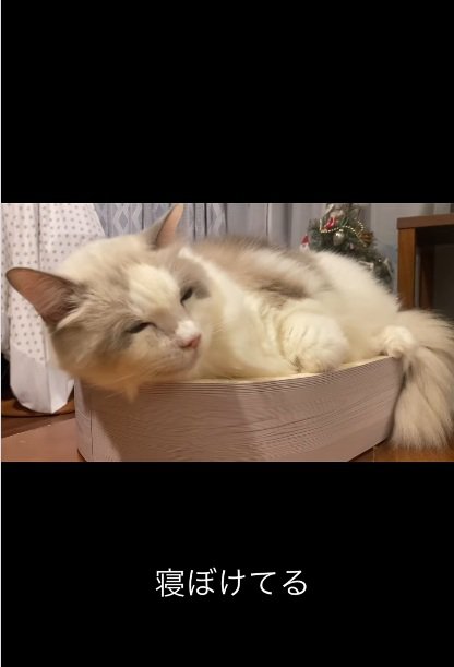 寝ぼけた顔で眠そうにしている猫