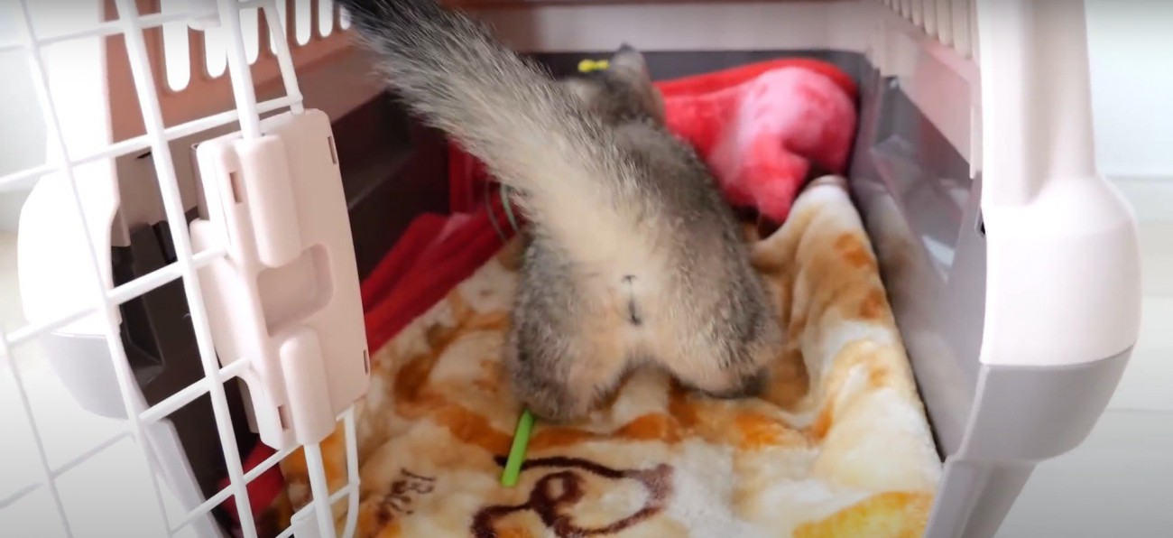 キャリーバッグに入っていく猫%%追いかけた先にはキャリーバッグが