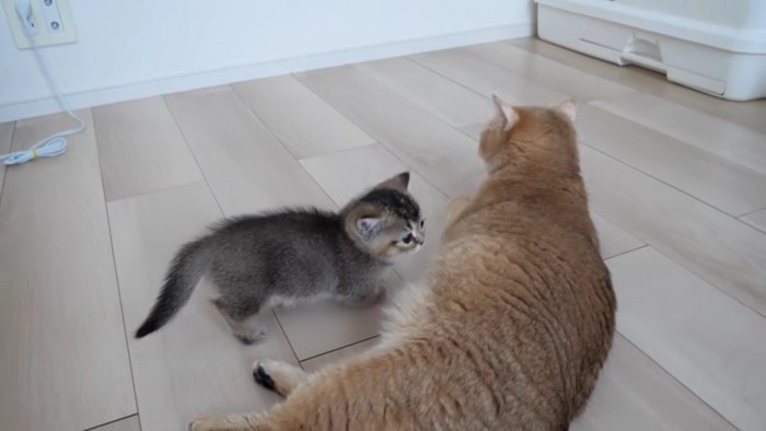 ミミさんのところにやってきた赤ちゃん猫