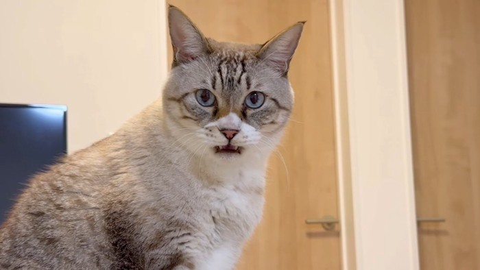 フレーメン反応