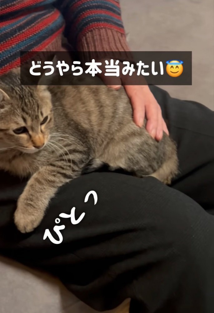 おじいちゃんの膝に掴まる子猫