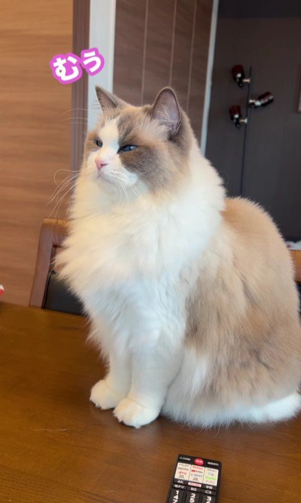 テーブルの上の猫