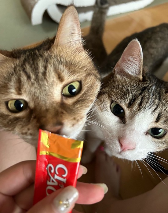 おやつに集まる2匹の猫