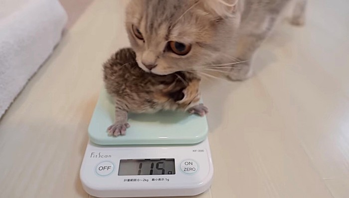スケールの上の子猫を助けたい母猫のアップ