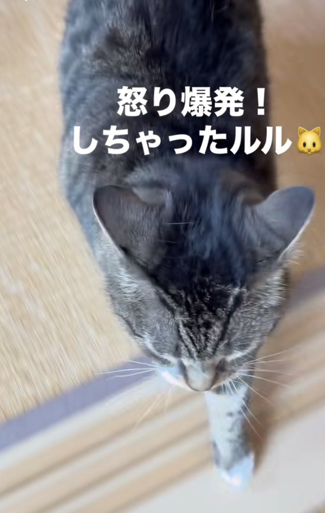 「怒り爆発!しちゃったルル」のテロップ写真