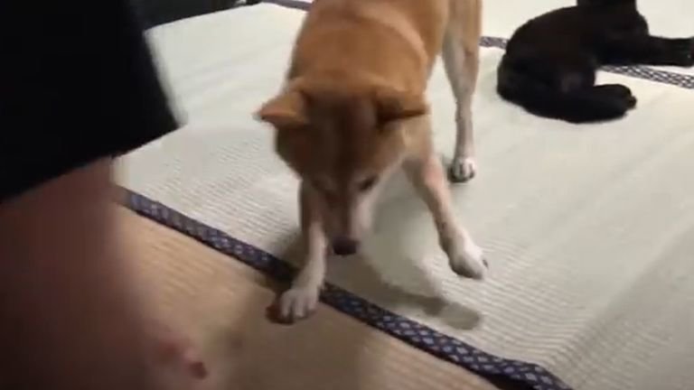 猫の前にいる犬