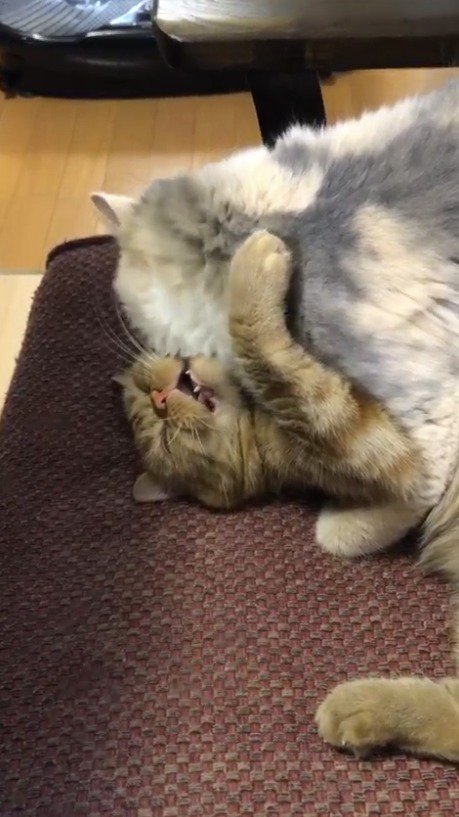 茶トラ猫の顔を舐める三毛猫