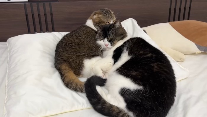 くっついて眠る親子