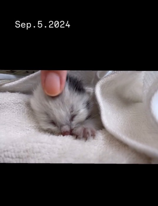 頭を撫でられる赤ちゃん猫