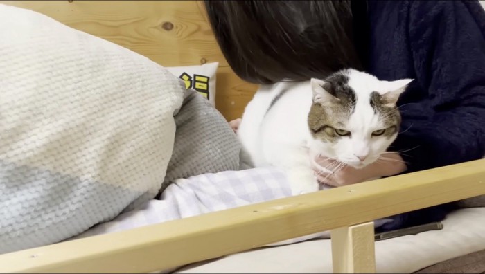 女の子の膝の上に乗る猫