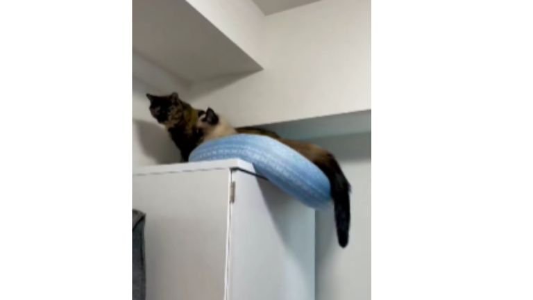 キャビネットの上の猫