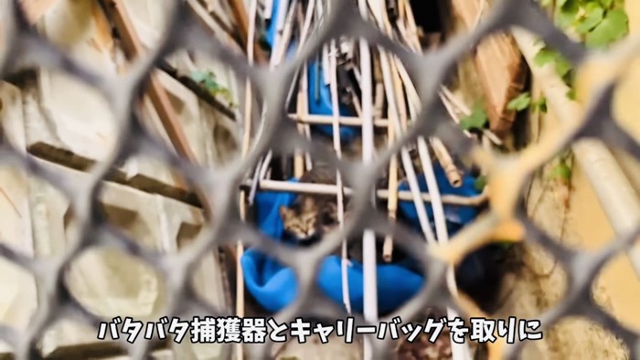 材木の間からママのほうを見る子猫