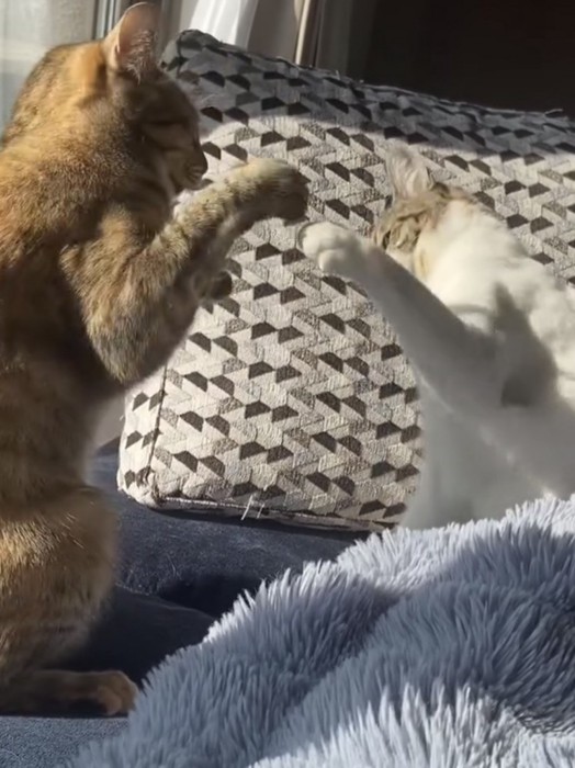 猫パンチしている写真2